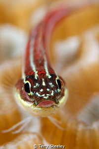 'Pay attention!' Triple fin blenny
— Subal underwater ho... by Terry Steeley 